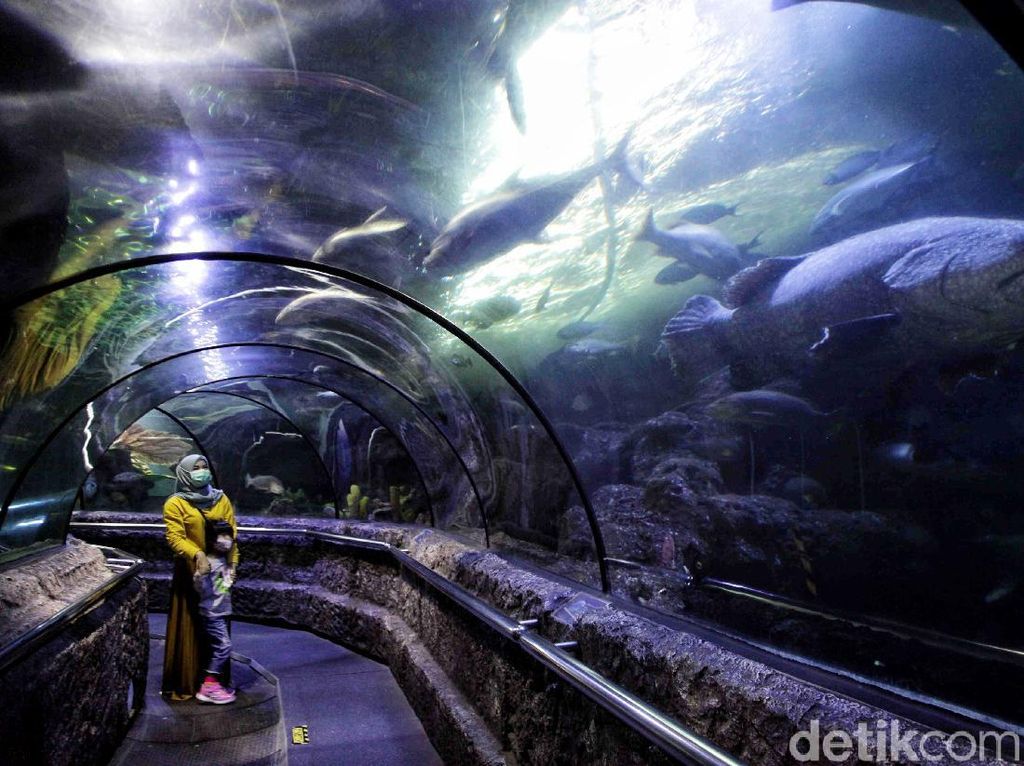 Sea World Ancol Sudah Buka Nih Gaes Sea World Ancol Sudah Buka Nih Gaes