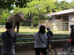 Sepi Pengunjung, Begini Kondisi di Hari Pertama Ragunan Kembali Dibuka