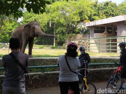 Sepi Pengunjung, Begini Kondisi di Hari Pertama Ragunan Kembali Dibuka