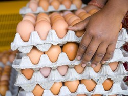 Sayang Banget! Terlalu Banyak Stok Telur, Pemasok Buang 250 Ribu Telur