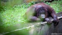 Gaes, Ragunan Sudah Buka Lho