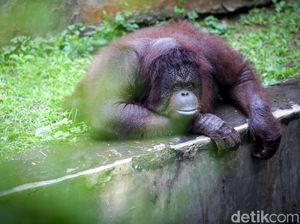 Gaes, Ragunan Sudah Buka Lho