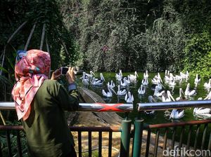 Ragunan Tak Persiapkan Layanan Khusus Jelang Long Weekend