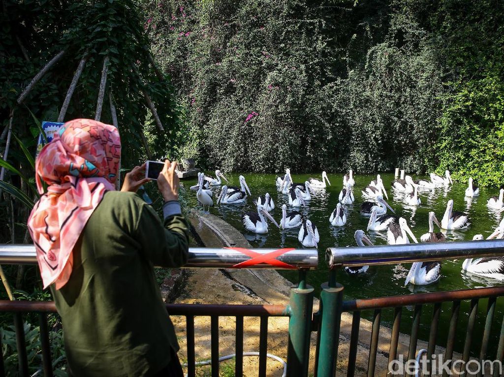 Ragunan Tak Persiapkan Layanan Khusus Jelang Long Weekend Ragunan Tak Persiapkan Layanan Khusus Jelang Long Weekend