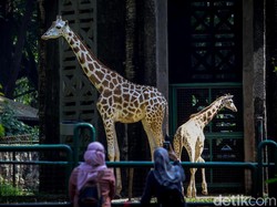 Ragunan Tiadakan Wahana-Interaksi dengan Satwa di Masa PSBB Transisi