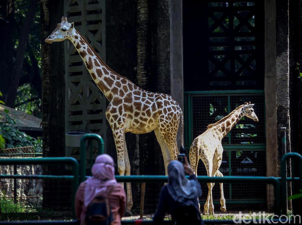 Anies Perintahkan Tempat Hiburan Tutup, Ragunan Siap Ikuti Arahan Anies Perintahkan Tempat Hiburan Tutup, Ragunan Siap Ikuti Arahan