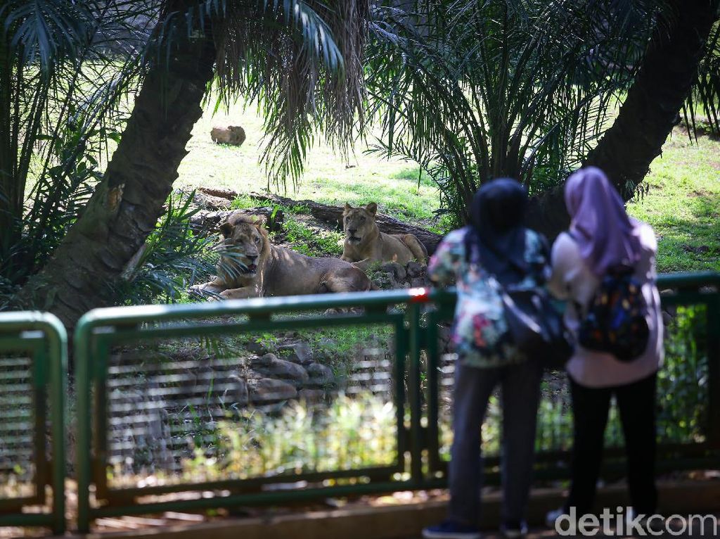 Tak Ada Kenaikan Pengunjung di Ragunan-Ancol Saat Long Weekend Idul Adha Tak Ada Kenaikan Pengunjung di Ragunan-Ancol Saat Long Weekend Idul Adha