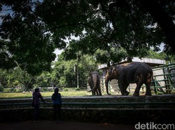 Anak di Bawah 9 Tahun dan Lansia Dilarang Masuk Ragunan, Ini Alasan Pemprov