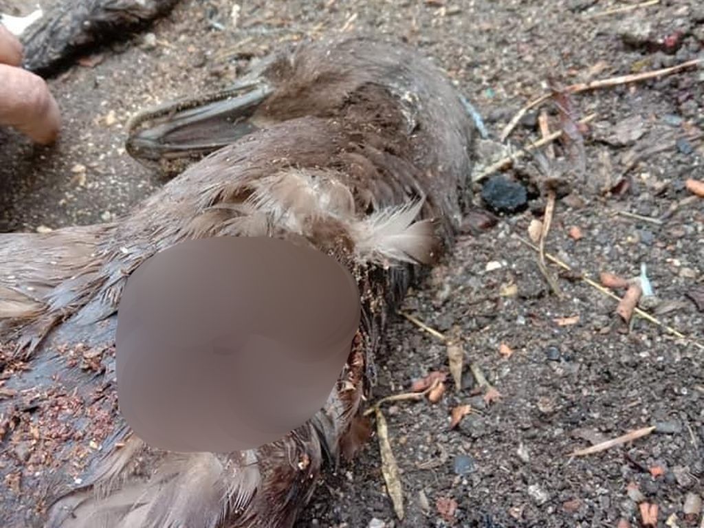 Akhir Misteri Pengisap Darah Ternak Dikira Homang, Ternyata Musang Akhir Misteri Pengisap Darah Ternak Dikira Homang, Ternyata Musang