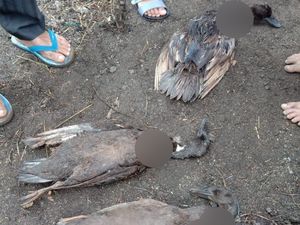 Misteri Darah Ternak Terisap di Taput Mulai Terungkap, Diduga Diserang Musang Misteri Darah Ternak Terisap di Taput Mulai Terungkap, Diduga Diserang Musang