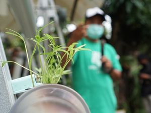 Latihan Budidaya Hortikultura di Masa Pandemi Latihan Budidaya Hortikultura di Masa Pandemi