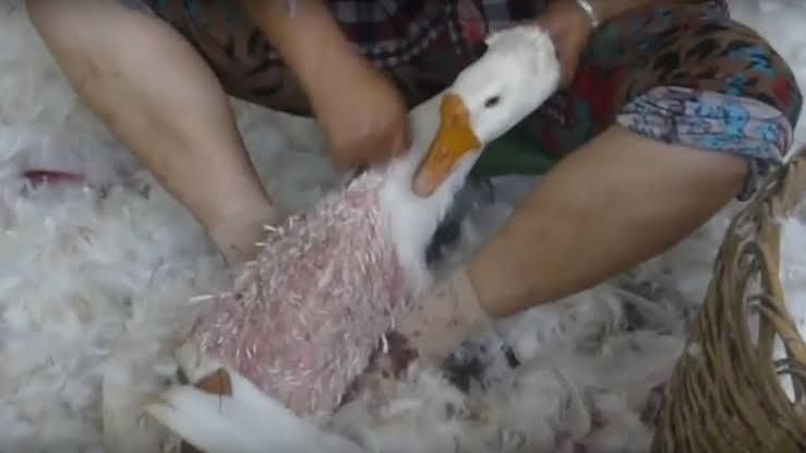 pencabutan bulu angsa