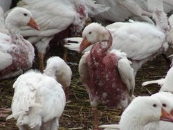 Sadis! Seperti Ini Proses Pembuatan Bantal Bulu Angsa yang Mahal