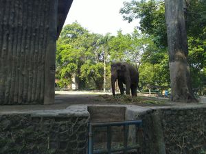 Ragunan Sempat Tutup 3 Bulan, Pengelola Pastikan Semua Satwa Sehat