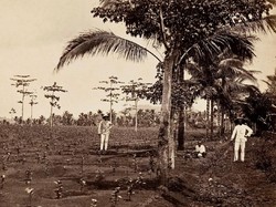 Kebun Kopi Pertama di Indonesia Ada di Pondok Kopi Jakarta Timur