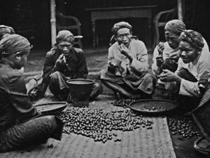 Rahasia Bikin Nasi Goreng Enak hingga Kebun Kopi Pertama di Indonesia Rahasia Bikin Nasi Goreng Enak hingga Kebun Kopi Pertama di Indonesia