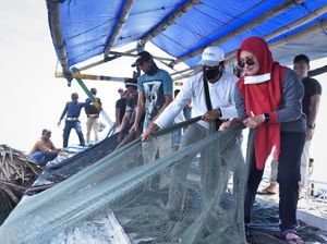 Tarik Jaring Lingkar, Bupati Luwu Utara Jaring 150 Kg Ikan di Perairan Teluk Bone