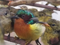 Ratusan Burung Hasil Selundupan di Pangkalpinang Dilepasliarkan