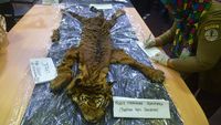 Kasihan Harimau Sumatera Ini Tinggal Kulit