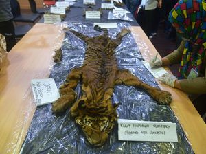 Kasihan Harimau Sumatera Ini Tinggal Kulit