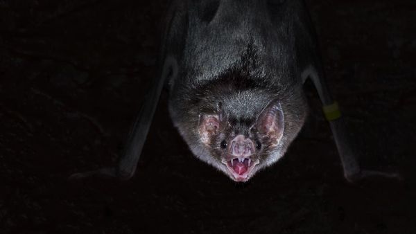 Wujud Seram Kelelawar Vampir Penghisap Darah