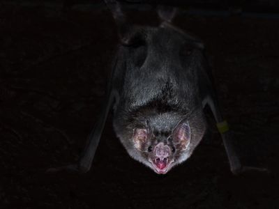 Wujud Seram Kelelawar Vampir Penghisap Darah