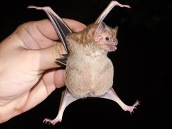 Alasan Kelelawar Vampir Menghisap Darah, Tidak Seperti Jenis Lainnya