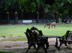 Solo PPKM Level 3, Gibran Segera Buka Tempat Wisata