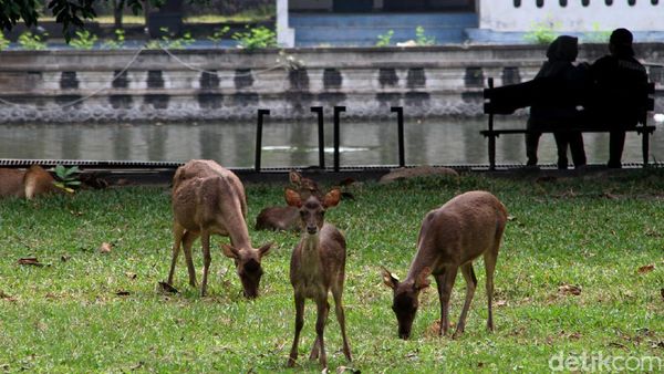 Kembali Dibuka, Taman Balekambang Solo Sepi Pengunjung