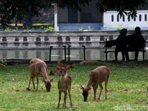 Kembali Dibuka, Taman Balekambang Solo Sepi Pengunjung