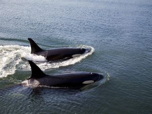Momen Langka! Paus Pembunuh Berbaur dengan Peselancar di Pantai Brasil Momen Langka! Paus Pembunuh Berbaur dengan Peselancar di Pantai Brasil