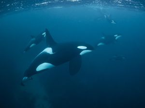 Terungkapnya Rahasia Perburuan Orca Terungkapnya Rahasia Perburuan Orca