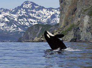 Paus Pembunuh Mulai Serang Perahu Kecil?