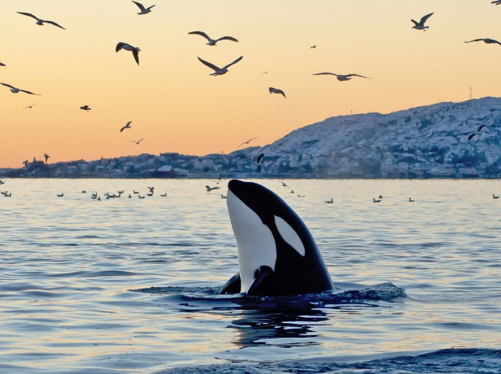 Seekor Paus Orca Ditemukan Mati Mendadak di Sea World
