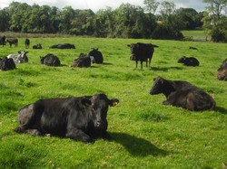 Diajak Lihat Peternakan Sapi, Anak-anak Ini Justru Merasa Sedih