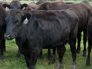 Waduh! Sapi Wagyu Seberat 400 Kg Ini Kabur Saat Akan Dilelang Waduh! Sapi Wagyu Seberat 400 Kg Ini Kabur Saat Akan Dilelang