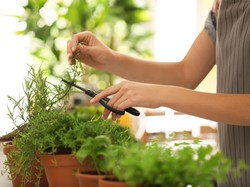 Manfaat Rosemary, Asal-usul hingga Cara Penggunaannya