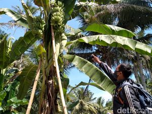 Video Pisang Bertandan Tiga di Kulon Progo yang Menarik Perhatian