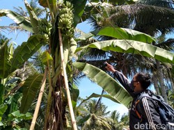 Video Pisang Bertandan Tiga di Kulon Progo yang Menarik Perhatian
