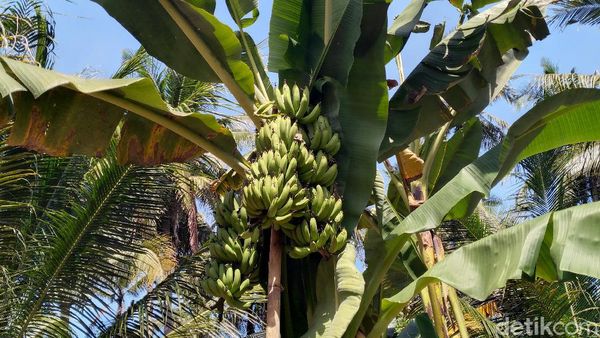 Aneh Tapi Nyata, Pohon Pisang di Kulon Progo Punya 3 Tandan