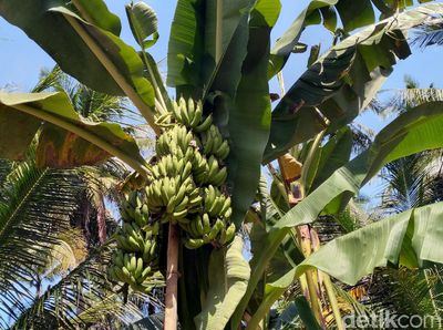 Aneh Tapi Nyata, Pohon Pisang di Kulon Progo Punya 3 Tandan