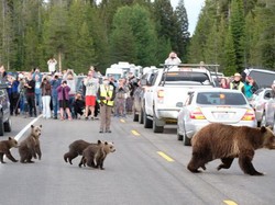 Ketika Ibu Beruang Seberangkan Anaknya di Jalan Raya