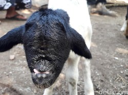 Geger Kambing Dajjal di Sumedang!