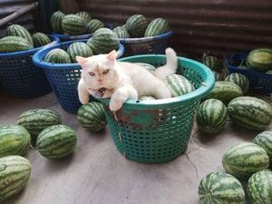 Pearl, Kucing Berwajah Galak yang Jadi Pengawas Kebun Semangka Pearl, Kucing Berwajah Galak yang Jadi Pengawas Kebun Semangka