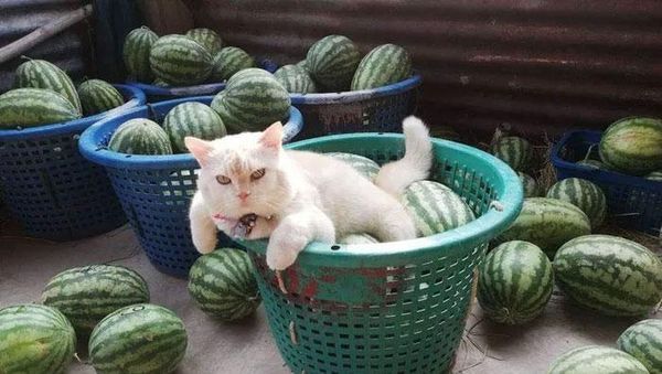 Potret Kucing Pemarah tapi Tetap Imut
