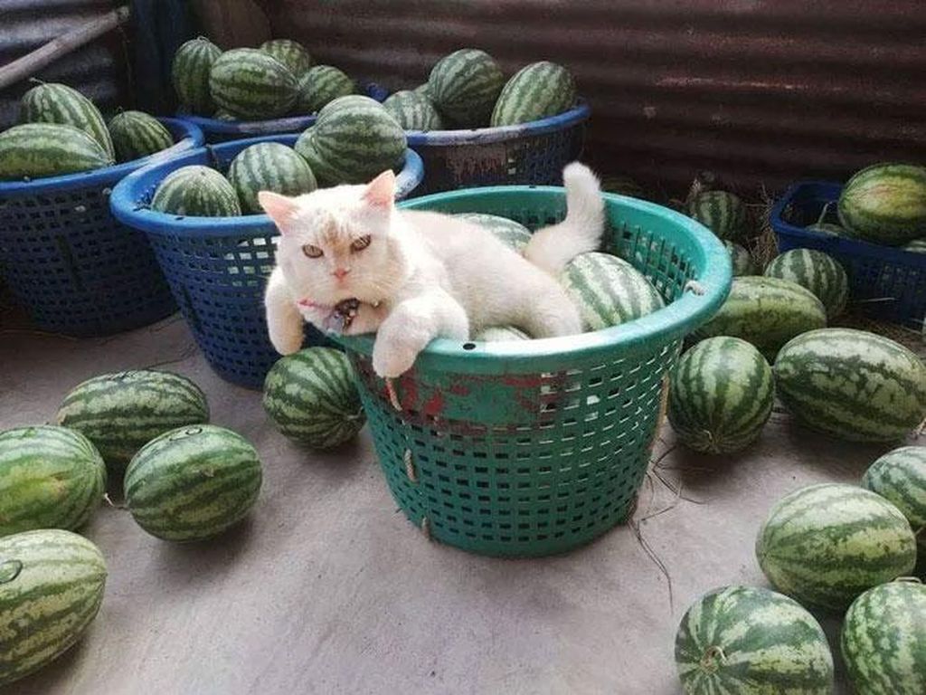 Potret Kucing Pemarah tapi Tetap Imut Potret Kucing Pemarah tapi Tetap Imut