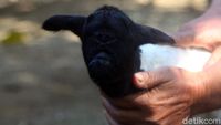 Melihat Lebih Dekat Anak Kambing Bermata Satu di Sumedang