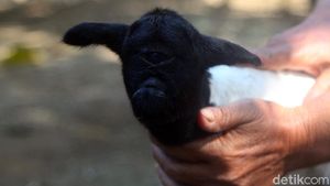 Melihat Lebih Dekat Anak Kambing Bermata Satu di Sumedang