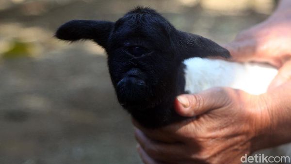 Melihat Lebih Dekat Anak Kambing Bermata Satu di Sumedang