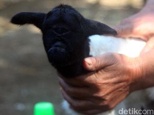 Melihat Lebih Dekat Anak Kambing Bermata Satu di Sumedang